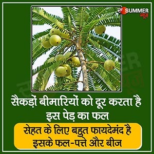 सैकड़ों बीमारियों को दूर करता है इस पेड़ का फल, सेहत के लिए बहुत फायदेमंद है इसके फल-पत्ते और बीज